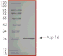 Product Element Image